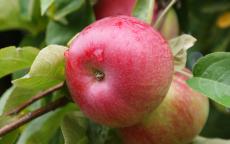 McIntosh apple trees