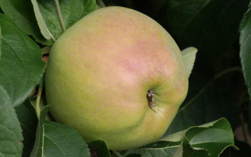 Arthur Turner apples