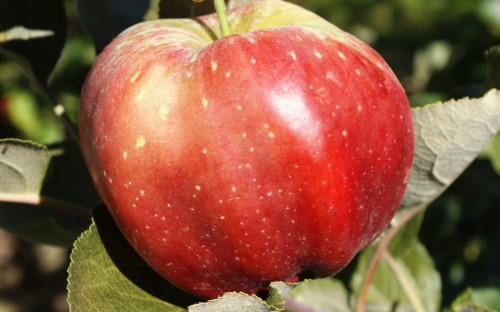 Bloody Ploughman apples