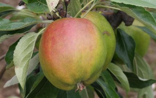 Cornish Gilliflower apples