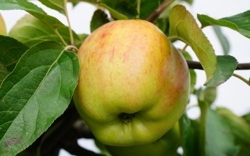 Gravenstein apples