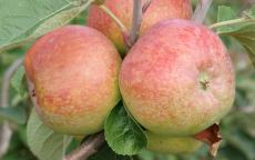 Irish Peach apple trees