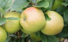 King of the Pippins apple trees