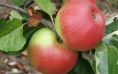 Newton Wonder apple trees