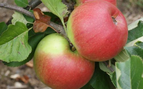Newton Wonder apples