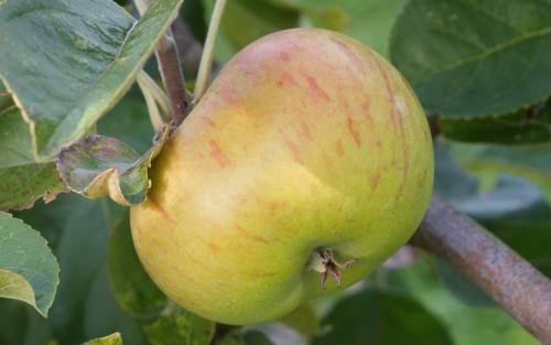 Lane's Prince Albert apples