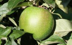 Granny Smith apple trees