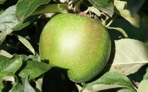 Granny Smith apples