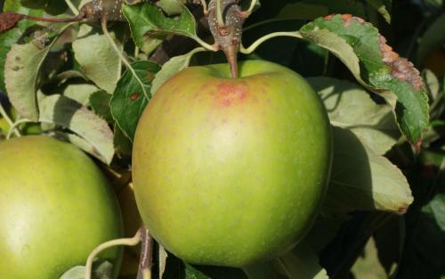 Granny Smith apples