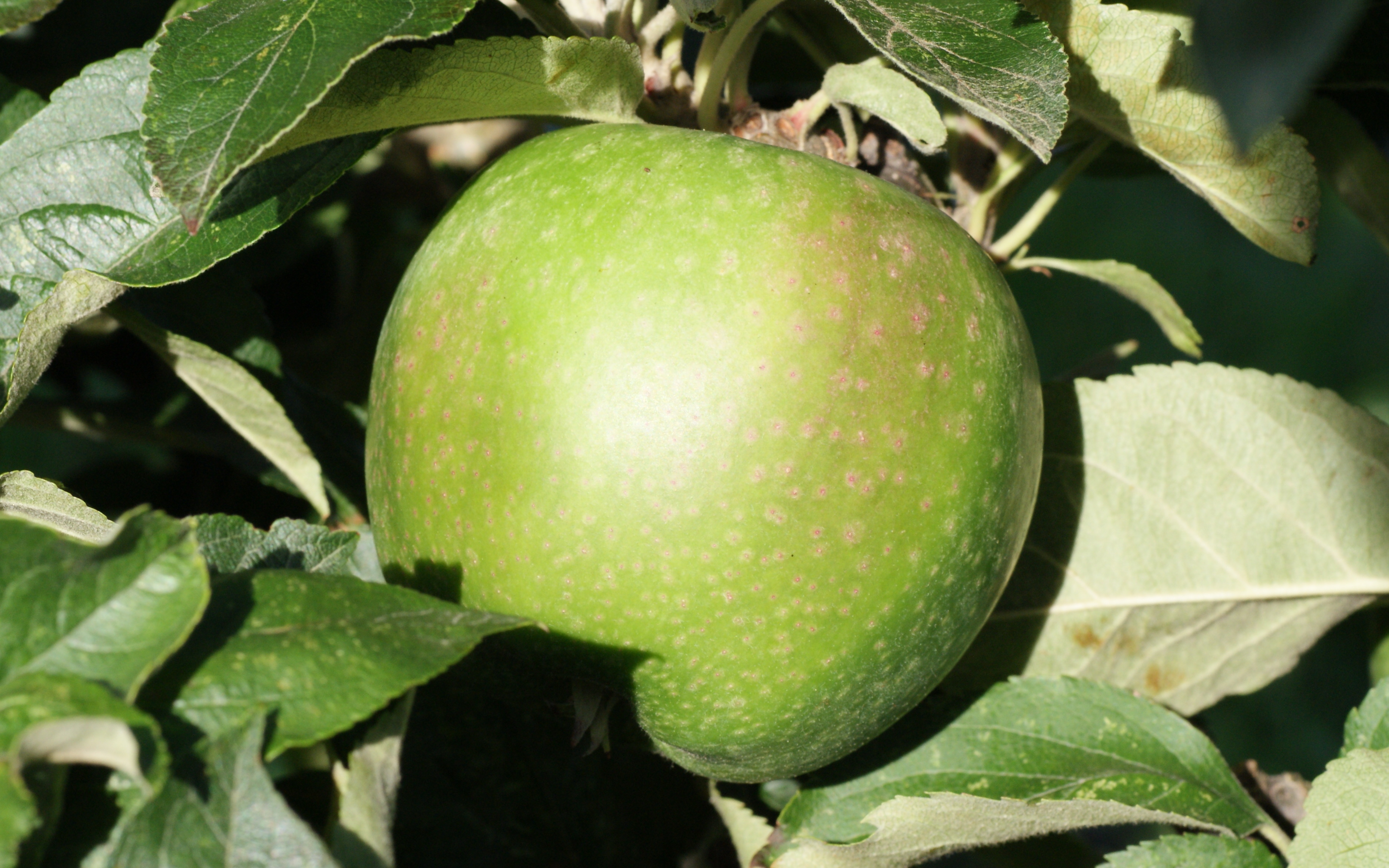 Granny Smith apple trees