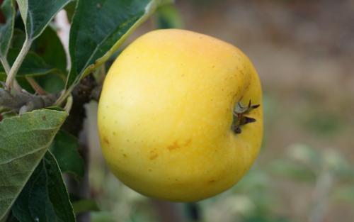 Yellow Ingestrie apples