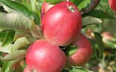 Worcester Pearmain apple trees