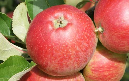 Worcester Pearmain apples