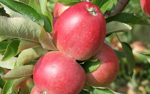 Worcester Pearmain apples
