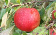 Cornish Aromatic apple trees