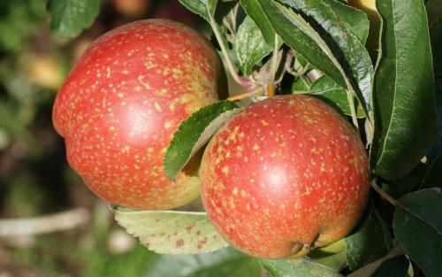 Cornish Aromatic apples