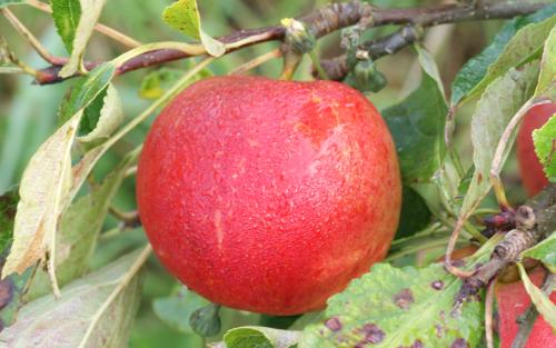Cornish Aromatic apples
