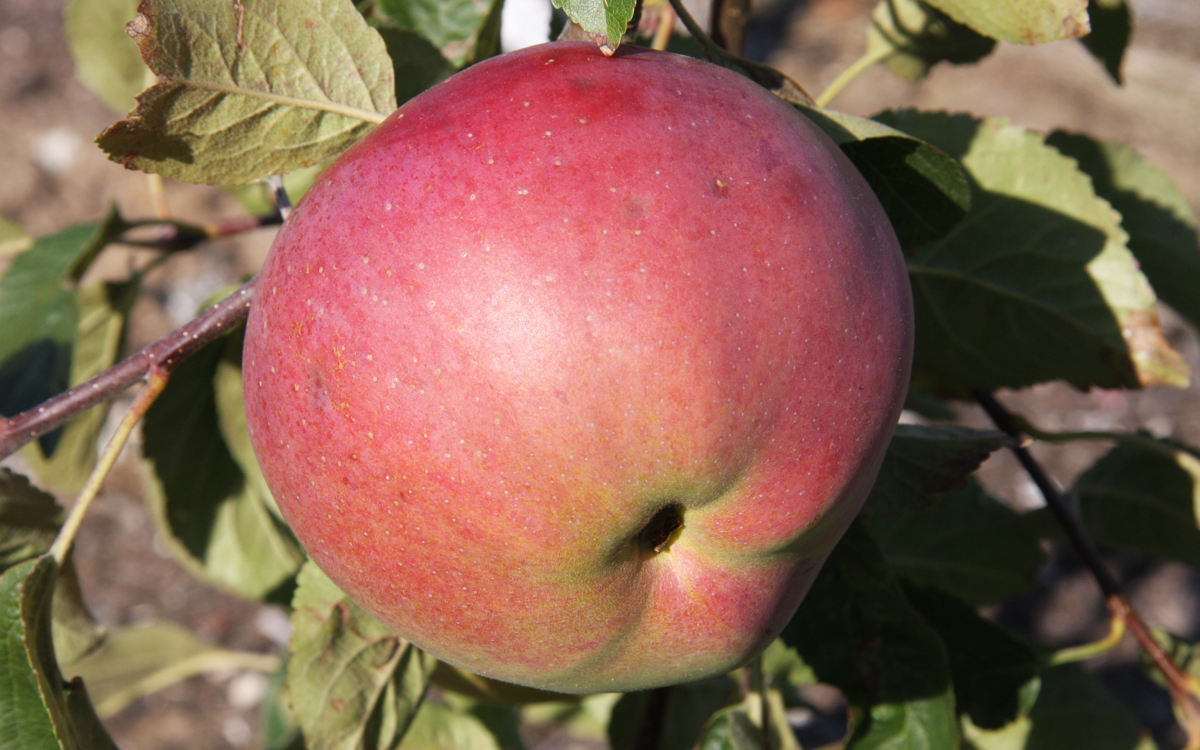 Wolf River apple trees