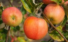 Bardsey apple trees