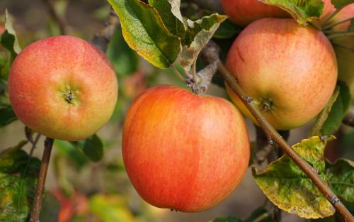 Bardsey apples