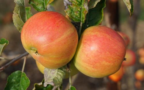 Bardsey apples