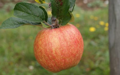 Bardsey apples