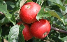 Beauty of Bath apple trees