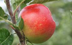 Beauty of Bath apple trees