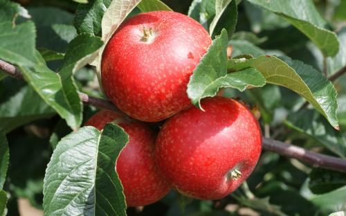 Beauty of Bath apples