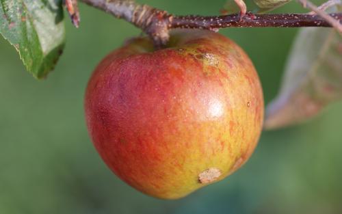 Bright Future apples