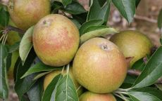 Brownlees Russet apple trees