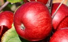 Brown's Apple cider apple trees