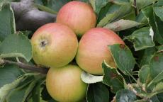 Claygate Pearmain apple trees