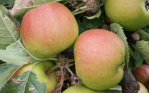 Claygate Pearmain apples