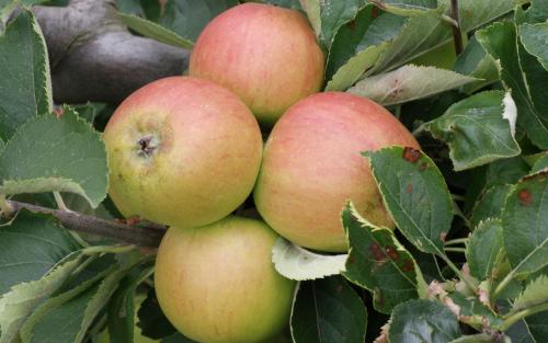 Claygate Pearmain apples