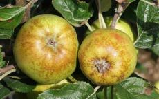 D'Arcy Spice apple trees