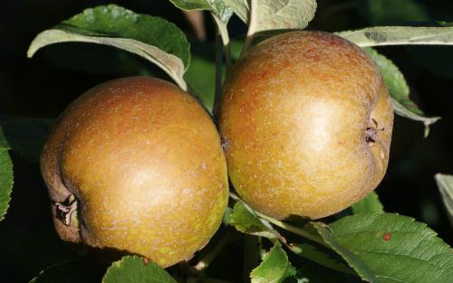 D'Arcy Spice apples