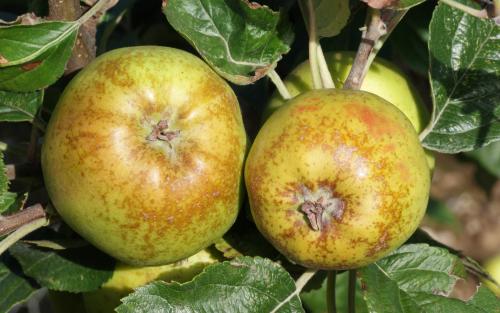 D'Arcy Spice apples