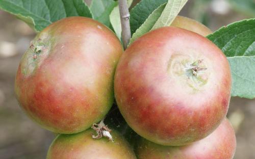 Devonshire Quarrenden apples