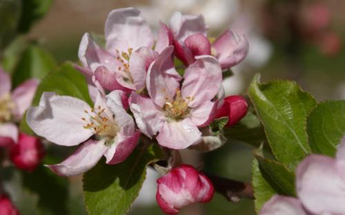 Harry Masters Jersey apple blossom