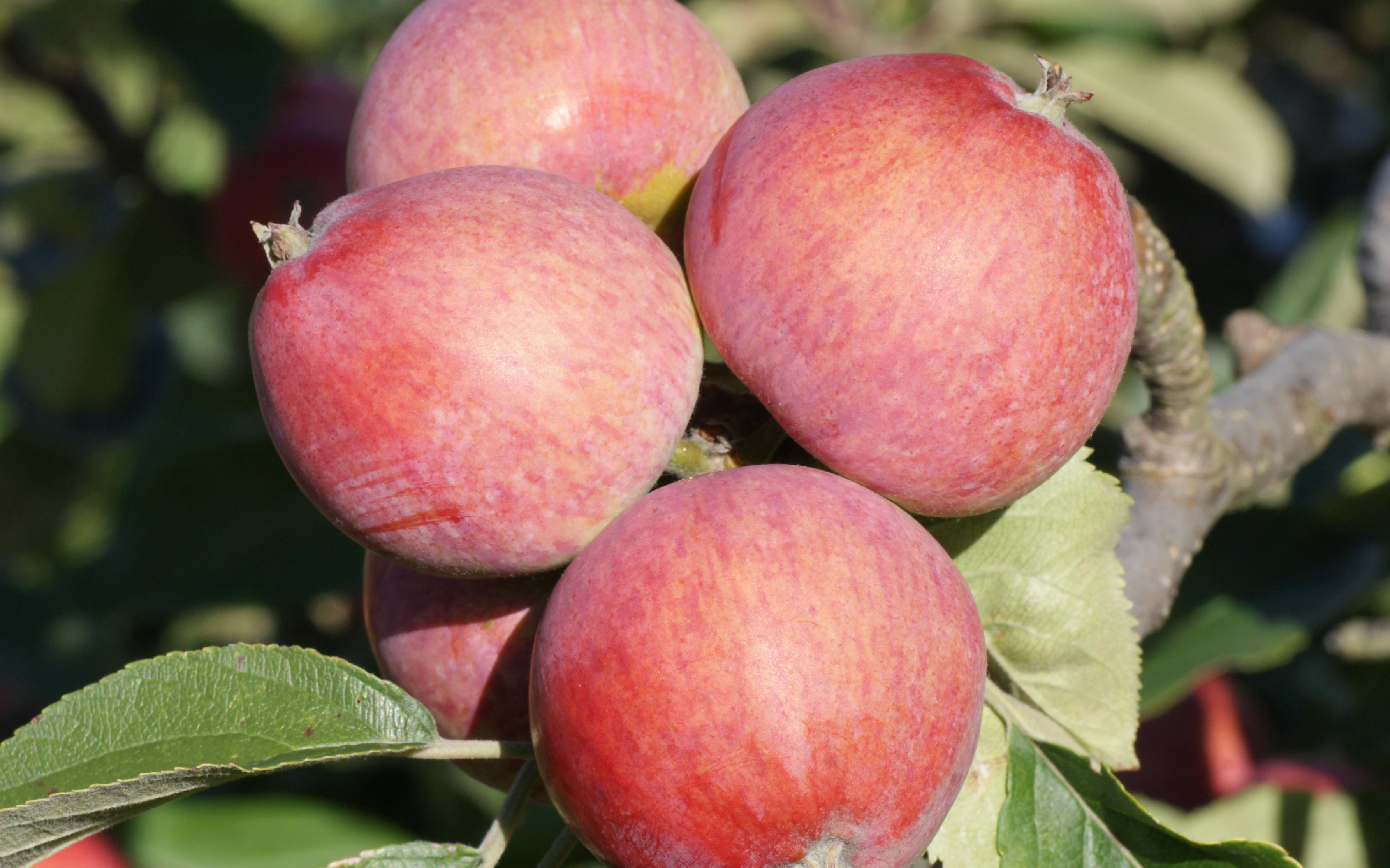 Buy Harry Masters Jersey cider apple trees