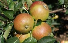 King's Acre Pippin apple trees