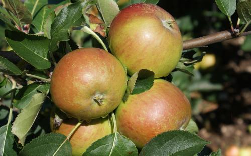 King's Acre Pippin apples