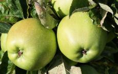 Lord Derby apple trees