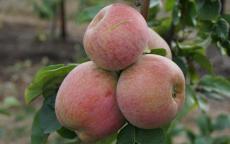 Peasgood's Nonsuch apple trees