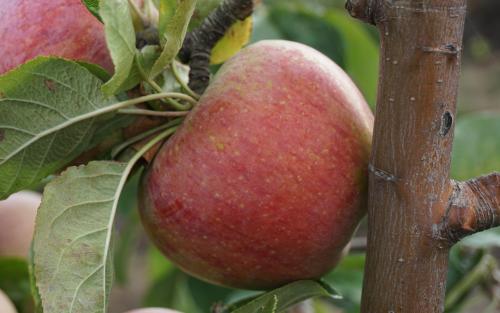 Peasgood's Nonsuch apples