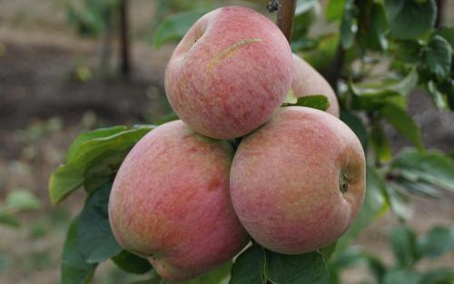 Peasgood's Nonsuch apples