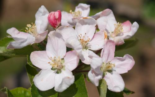 Peasgood's Nonsuch apple blossom
