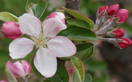 Pitmaston Pine Apple apple blossom