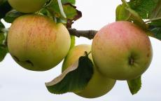 Reverend W. Wilks apple trees